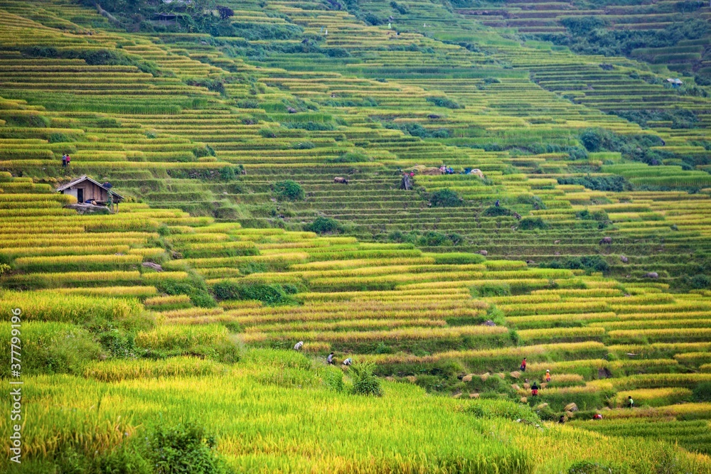 Fototapeta premium Terrace rice field and mountain view, Sapa, Vietnam Vietnam landscapes.