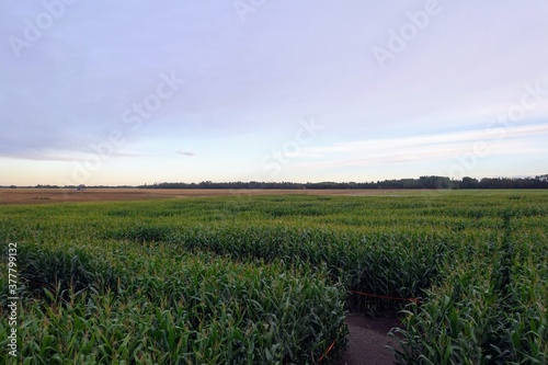 An above view of a green corn maze during dusk with the path visible looking down, in Spruce Grove, Edmonton, Alberta photo