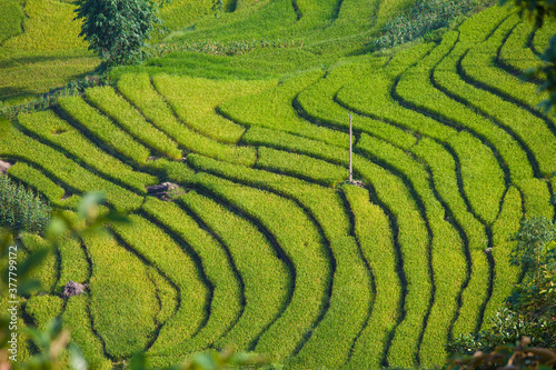 Terrace rice field and mountain view  Sapa  Vietnam Vietnam landscapes.