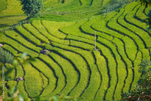 Terrace rice field and mountain view, Sapa, Vietnam Vietnam landscapes.