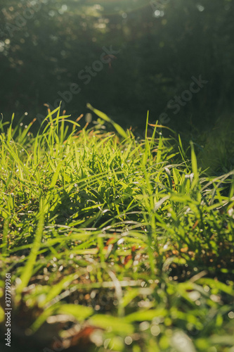 green grass and sun