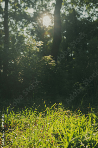 morning in the woods