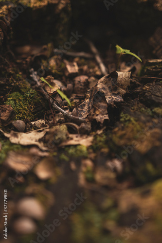 sprout in the ground