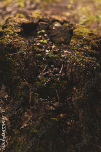 moss on the stump