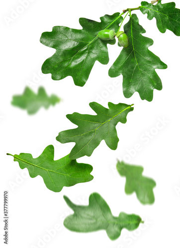 Falling green oak leaves on white background