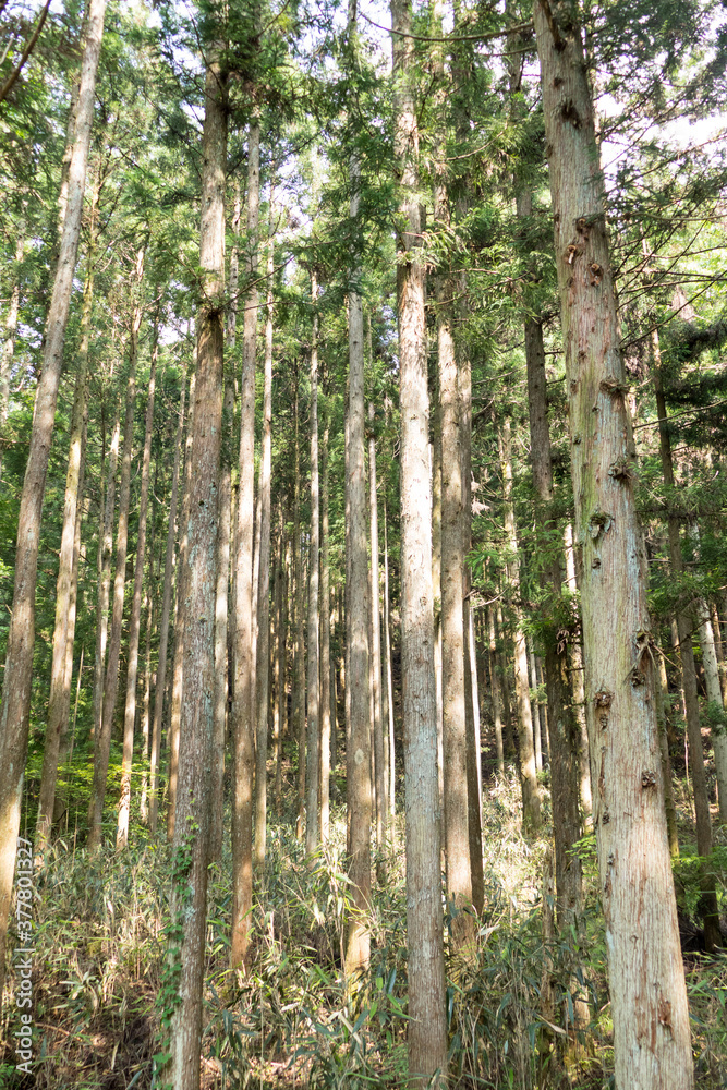 Naklejka premium 杉林