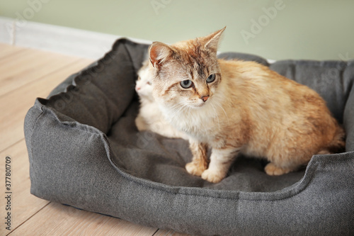 Cute cat in pet bed at home