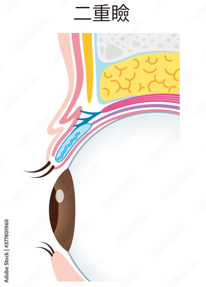 二重瞼の構造 まぶた 断面図 Stock Illustration | Adobe Stock