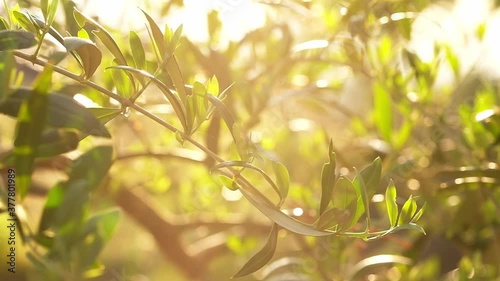 Wallpaper Mural Olive tree branches swaying in slow motion close-up Torontodigital.ca