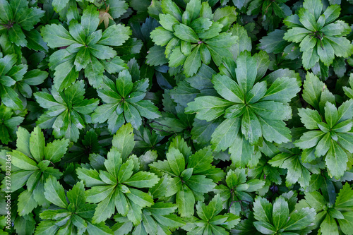 Green foliage of Japanese Pachysandra as a nature background
