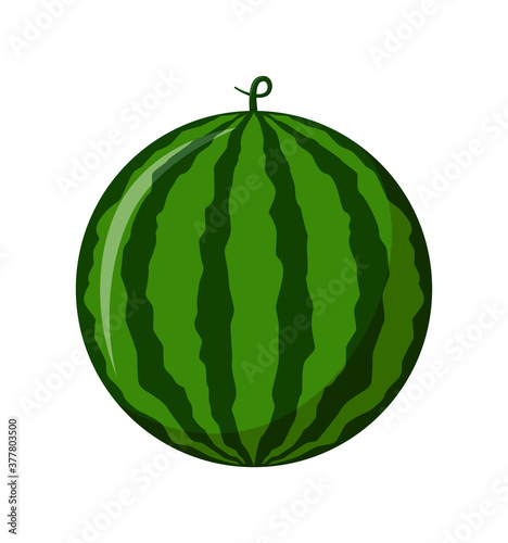 Watermelon isolated on white background  flat design  fruit vector illustration