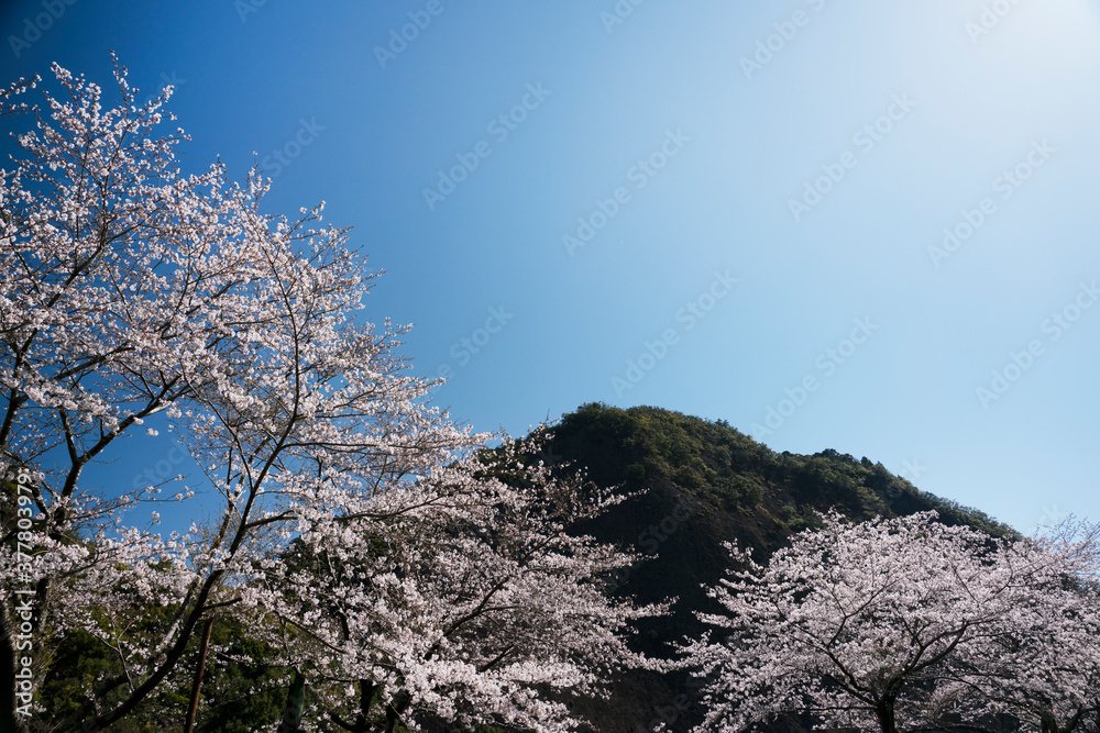 桜咲く古座の一枚岩春景色