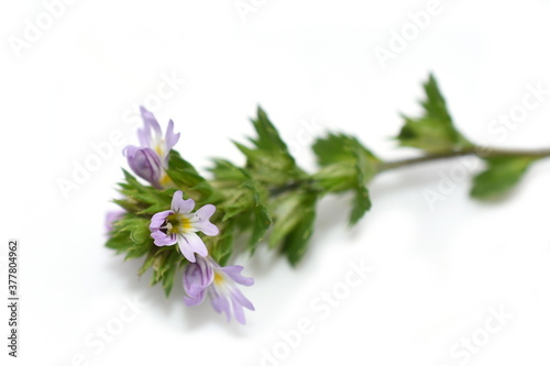 The small herb eyebright Euphrasia on white background