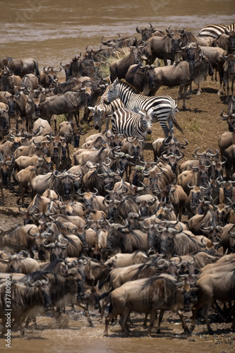 Wildebeest Migration  Masai Mara  Kenya