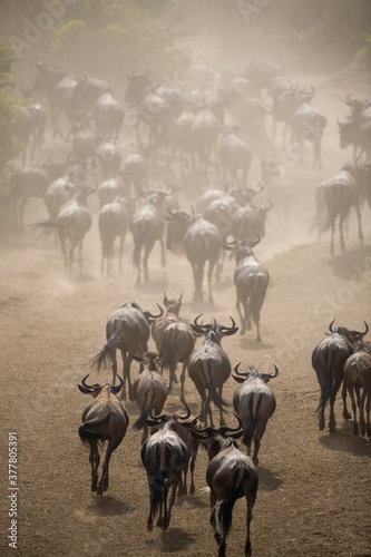 Wildebeest Migration  Masai Mara Game Reserve  Kenya