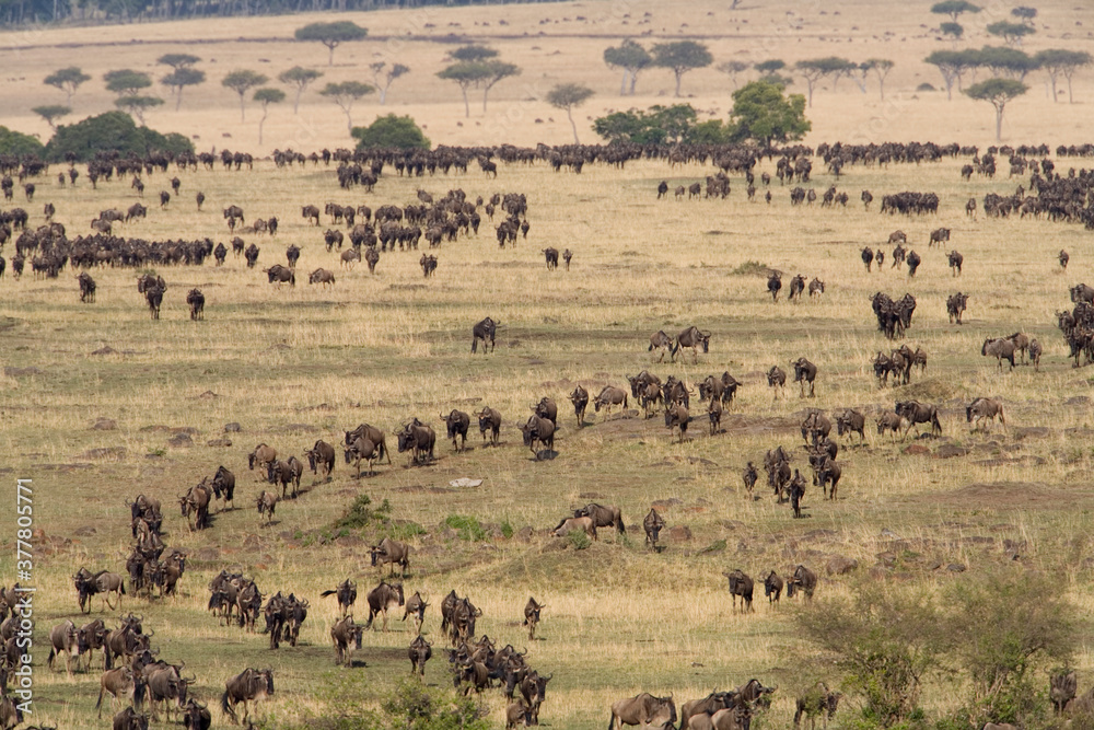 Wildebeest Migration, Masai Mara Game Reserve, Kenya