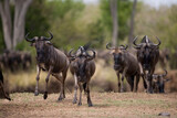 Wildebeest Migration, Masai Mara Game Reserve, Kenya