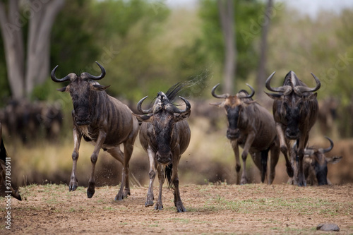 Wildebeest Migration  Masai Mara Game Reserve  Kenya