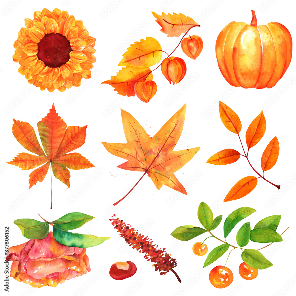 Obraz premium Autumn watercolor set. Watercolour flowers, leaves and branches, isolated on a white background