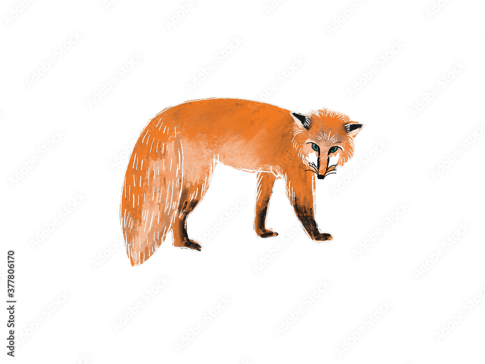 Naklejka premium Hand drawn illustration of walking fox isolated on white background. Cute forest animal in sketch style