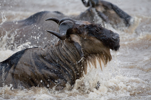 Wildebeest Migration, Masai Mara Game Reserve, Kenya