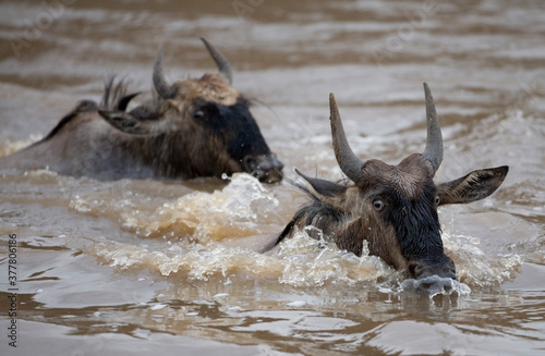 Wildebeest Migration, Masai Mara Game Reserve, Kenya