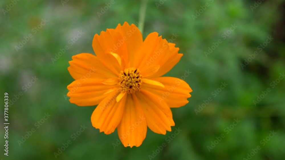 Tokyo,Japan-September 14, 2020: Swirly bokeh--Isolated cosmos flower on green background
Tokyo,Japan-September 14, 2020: Swirly bokeh--Isolated cosmos flower on green background