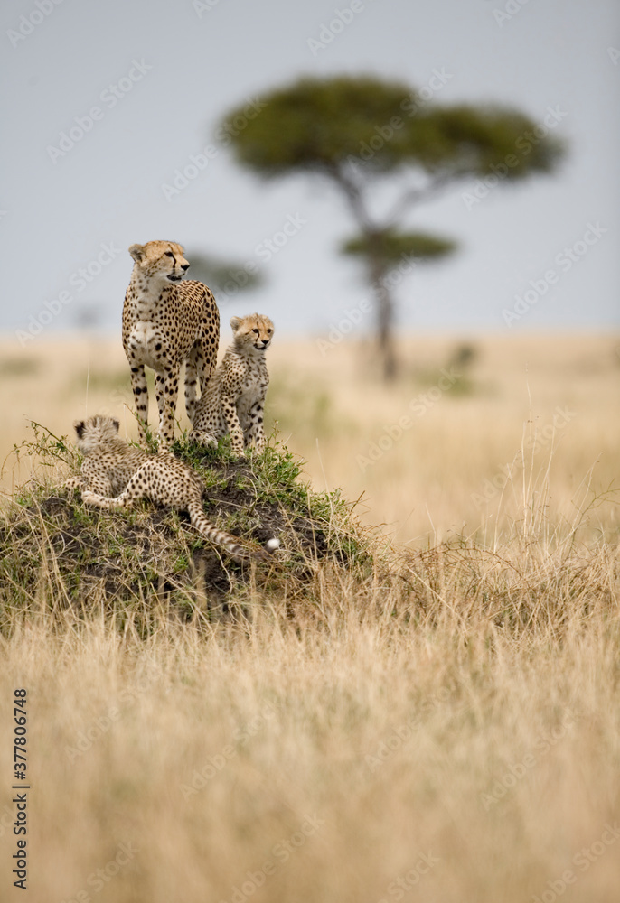 Cheetah and Cubs, Masai Mara Game Reserve, Kenya Cheetah and Cubs, Masai Mara Game Reserve, Kenya