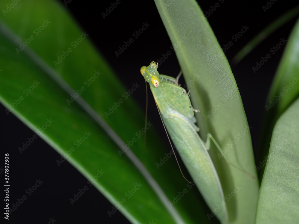 Close up Praying Mantis Camouflage on Back of Green Leaf Close up Praying Mantis Camouflage on Back of Green Leaf