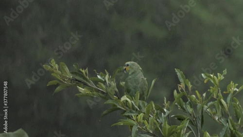 Parrot Jumping out of a tree and taking flight photo