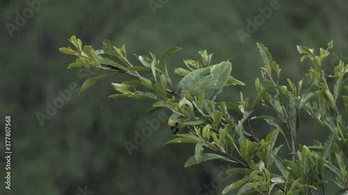 Parrot sitting in a tree in the forest photo