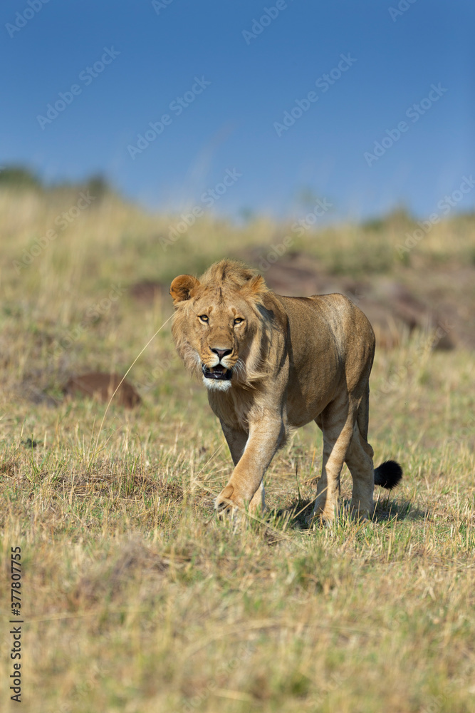 Φωτογραφία Young Male Lion in a morning light seen near Masai Mara Air Strip, Kenya, Africa
