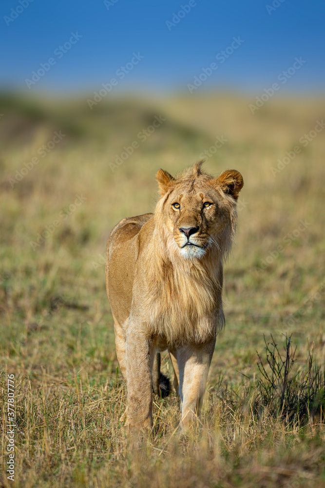 Φωτογραφία Young Male Lion in a morning light seen near Masai Mara Air Strip, Kenya, Africa