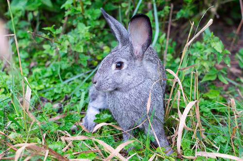 A pretty gray rabbit is sitting in the grass.