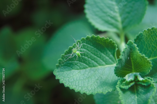 Small Spider on mexican mint leaf