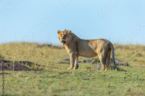 Young Male Lion in a morning light seen near Masai Mara Air Strip, Kenya, Africa © amit