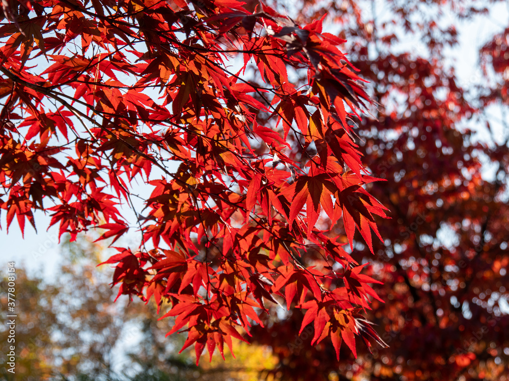 beautiful red maple tree in autumn beautiful red maple tree in autumn