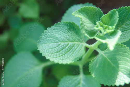 Traditional Mexican mint plants in garden