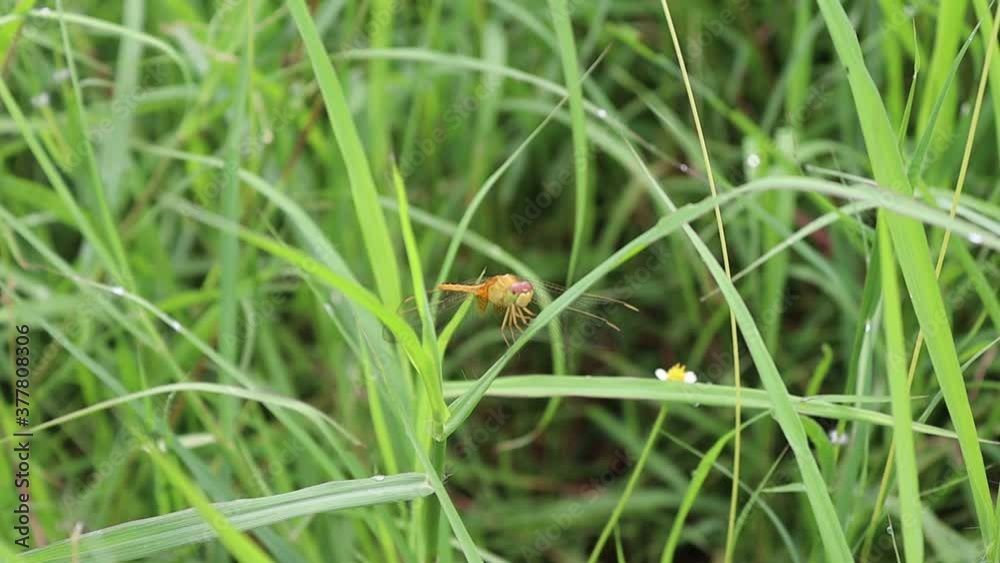 Dragonfly perching on green grasses blurred background closeup in the garden. Dragonfly perching on green grasses blurred background closeup in the garden.