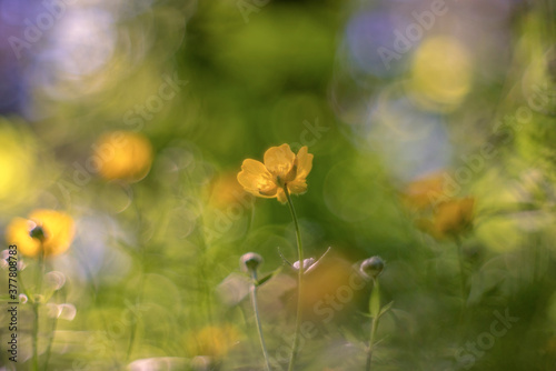 Ranunculus acris (meadow buttercup, tall buttercup, common buttercup and giant buttercup)