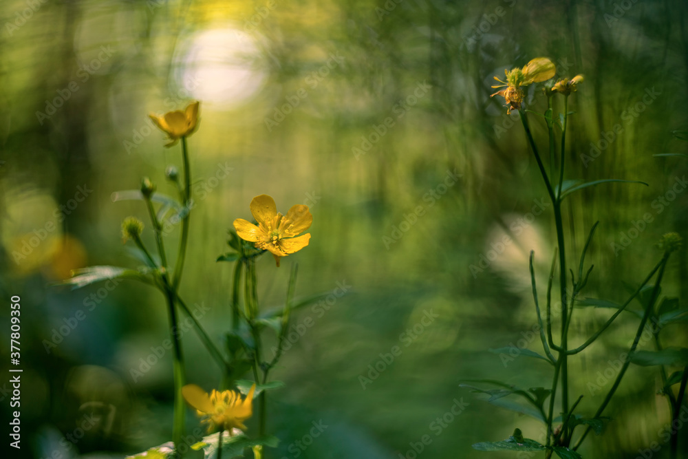 Obraz premium Ranunculus acris (meadow buttercup, tall buttercup, common buttercup and giant buttercup)