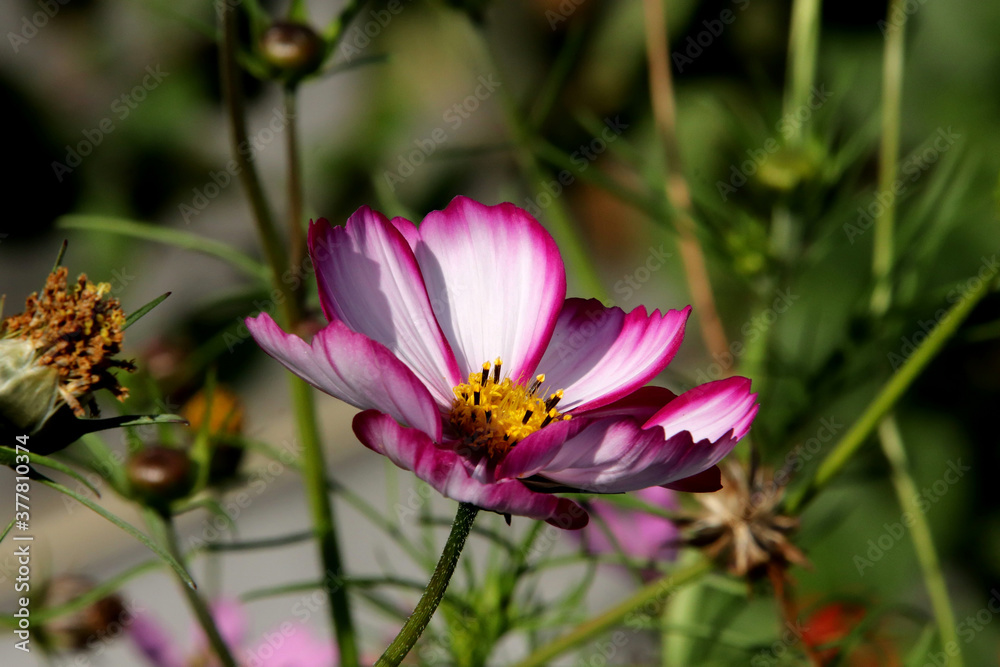 Fototapeta premium pink flower