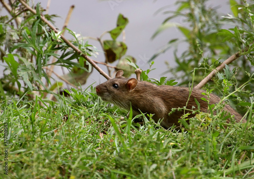 squirrel in the grass