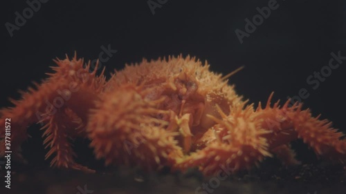 Orange Spiny Lithodid Crab (Paralomis Hystrix) - A Crab Like Decapod Crustaceans In Numazu Japan. - Macro Shot photo