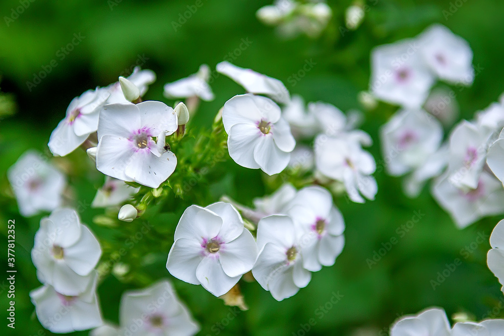 Flowering perennial plant known also as fall phlox, garden phlox. Selective focus Flowering perennial plant known also as fall phlox, garden phlox. Selective focus