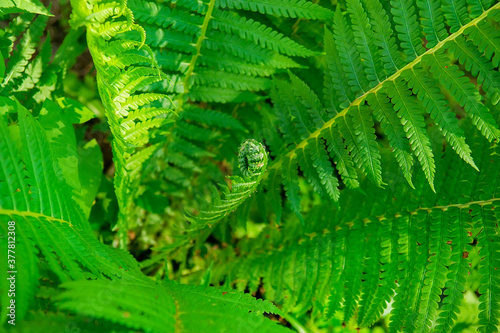 Beautiful ferns leaves green foliage nature. Floral fern background. Selective focus