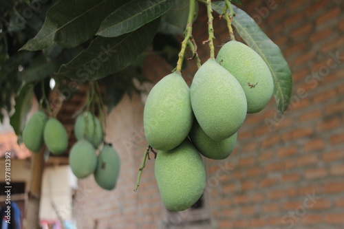 Fototapeta Naklejka Na Ścianę i Meble -  Manggo fruits
