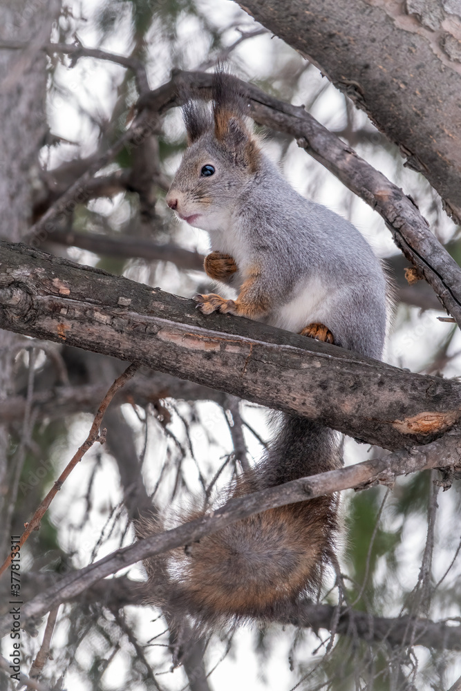 The squirrel sits on a fir branches in the winter or autumn. The squirrel sits on a fir branches in the winter or autumn.