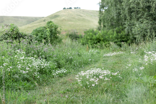 summer landscape with white flowers