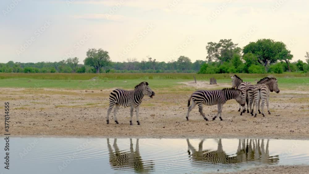 Zebra walking along water amazing mirror effect Zebra walking along water amazing mirror effect